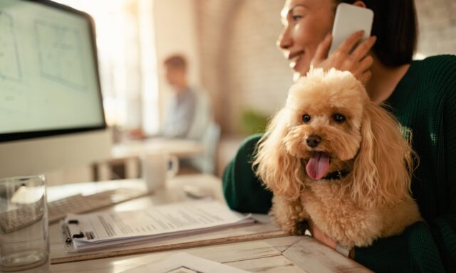 Businesswoman-enjoying-the-company-of-her-god-during-bring-your-dog-to-work-day